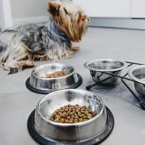 A dog next to metal bowls filled with kibble and water A dog next to metal bowls filled with kibble and water