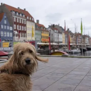 Dog (Mini Goldendoodle) sitting in front of the colourful houses of Nyhavn