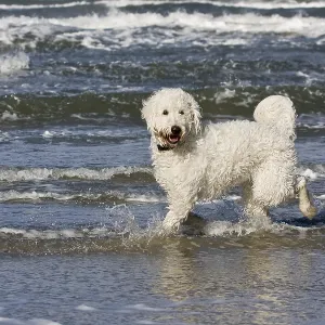Dog, mixed-breed, running in the water on the beach Dog, mixed-breed, running in the water on the beach