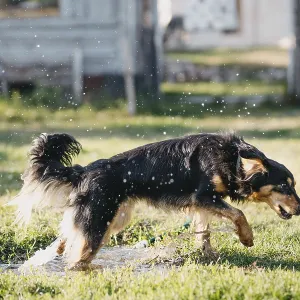 A dog moving energetically through grass with water droplets in motion A dog moving energetically through grass with water droplets in motion