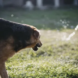 A dog is near a sparkling water spray in a sunlit yard