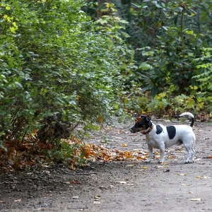 Dog in the park, Berlin, Germany, Europe