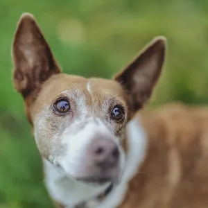 A dog, Podenco, with brown fur and big eyes looking at the surrounding countryside