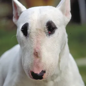 Dog, portrait of a bull terrier