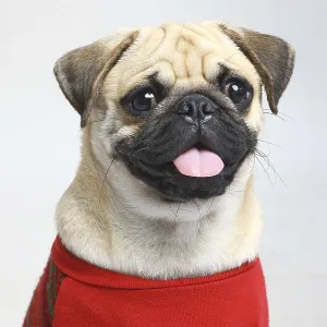 Dog Pug Male Black Muzzle shameful in red clothing posing on white background Dog Pug Male Black Muzzle shameful in red clothing posing on white background