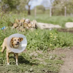Dog with a recovery cone stands in a green garden with a rural backdrop