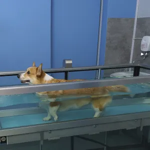 Dog rehabilitation on a water treadmill