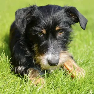 A dog is relaxing in green grass on a sunny day