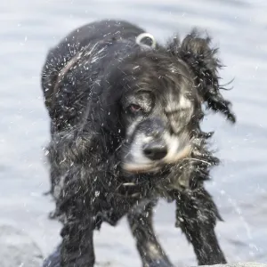 Dog Shake with Water Dog Shake with Water