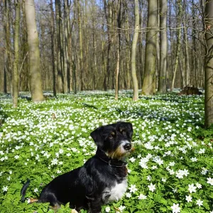 A dog sits in a blooming spring forest full of flowers under a blue sky