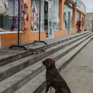A dog sits longingly in front of a shop showing meat in a display case