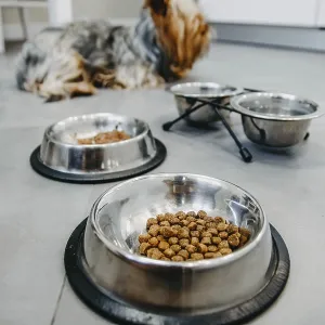 A dog sitting near metal bowls with kibble on a kitchen floor A dog sitting near metal bowls with kibble on a kitchen floor