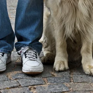 A dog sitting beside a person's legs on a cobblestone street A dog sitting beside a person's legs on a cobblestone street