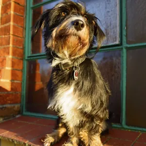 A dog sitting in sunlight in front of a window