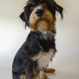 A dog sitting in front of a white background