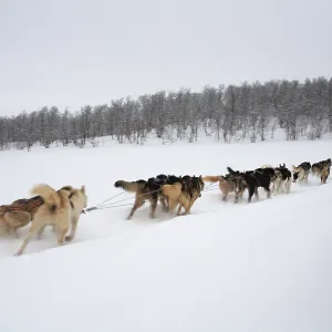 Dog sledding, sled dogs pulling sleds