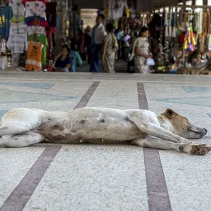 A dog is sleeping on the floor at Buddhist temple The Shwezigon Pagoda or Shwezigon Paya