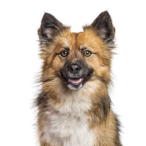 Dog smiling with tongue out on a clean white background Dog smiling with tongue out on a clean white background
