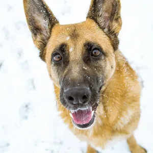 Dog smilling into camera