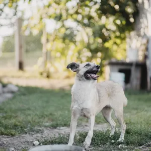 A dog standing in a yard looking attentive