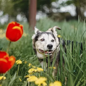 A dog stands amidst tall grass and vibrant red tulips A dog stands amidst tall grass and vibrant red tulips