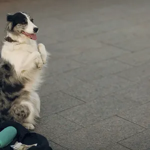 Dog stands on its hind legs and makes money at the street Dog stands on its hind legs and makes money at the street