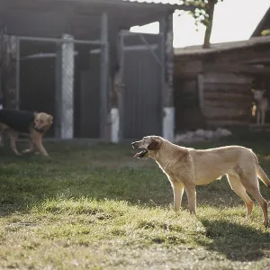 A dog stands in a sunny yard near a fence and buildings