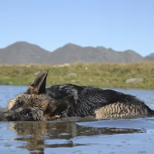 A dog swimming in a mountain lake with the landscape mirrored in the water A dog swimming in a mountain lake with the landscape mirrored in the water