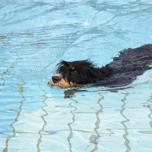 A dog swims through the pool, dog swimming in the outdoor pool