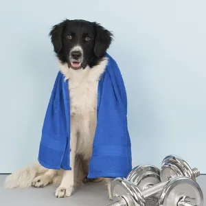 Dog with towel and dumbbells at the health club Dog with towel and dumbbells at the health club