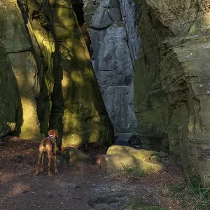Dog, Vizsla at a narrow point in the sandstone Dog, Vizsla at a narrow point in the sandstone