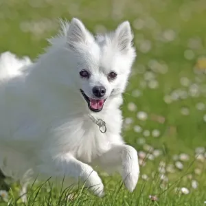 Dog, Volpino Italiano, jumping, flower meadow Dog, Volpino Italiano, jumping, flower meadow