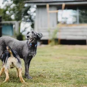 Two dogs in a grassy yard with playful expressions