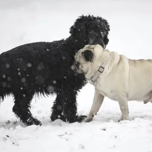 Two Dogs Greeting Each Other in a Snowy Winter Day in Locarno Two Dogs Greeting Each Other in a Snowy Winter Day in Locarno