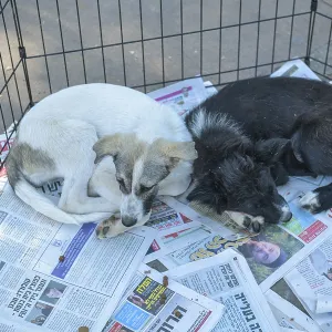 Dogs in the grid, Tel Aviv, Israel, Asia
