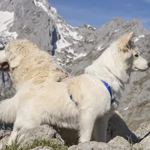 With dogs in the mountains (Icelandic dog and Golden Retriever) With dogs in the mountains (Icelandic dog and Golden Retriever)