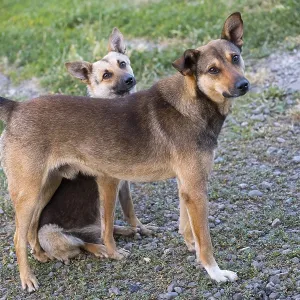 Two dogs on a path, one crouching under the other