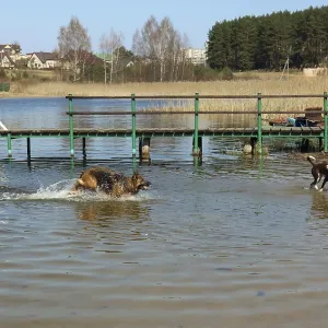 Two dogs play in the cold water of the spring April lake