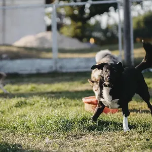 Dogs play energetically on the grass in a sunny Dogs play energetically on the grass in a sunny