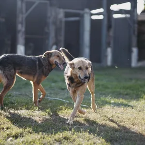 Two dogs play energetically in a sunny yard Two dogs play energetically in a sunny yard