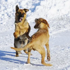 Two dogs play happily in the snow and show lively movements with joyful expressions