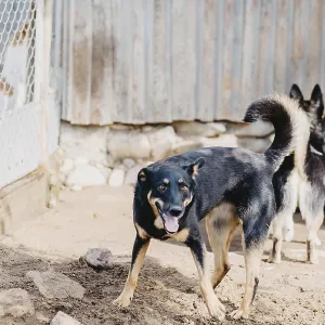 Two dogs play in a sunny, enclosed outdoor area with a dirt ground and wooden fence Two dogs play in a sunny, enclosed outdoor area with a dirt ground and wooden fence