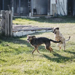 Two dogs are playfully chasing each other in a grassy yard