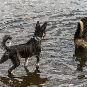 Dogs playing in a lake, Berlin, Germany, Europe Dogs playing in a lake, Berlin, Germany, Europe