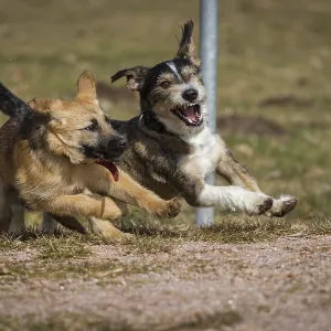 Two dogs playing wildly on a dog meadow Two dogs playing wildly on a dog meadow
