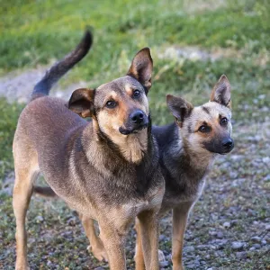 Two dogs stand attentively on a grassy path