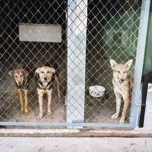 Three dogs stand behind a fence in a kennel Three dogs stand behind a fence in a kennel