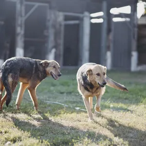 Two dogs stand in a sunlit yard casting long shadows