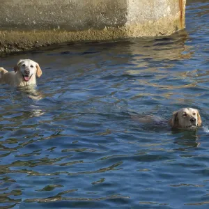 Two dogs swimming in blue ocean water Two dogs swimming in blue ocean water