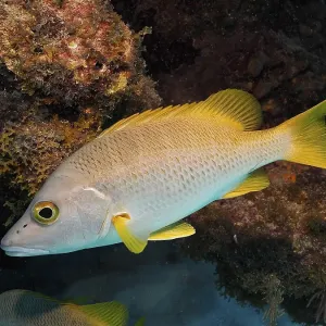 Dogtooth snapper (Lutjanus jocu)